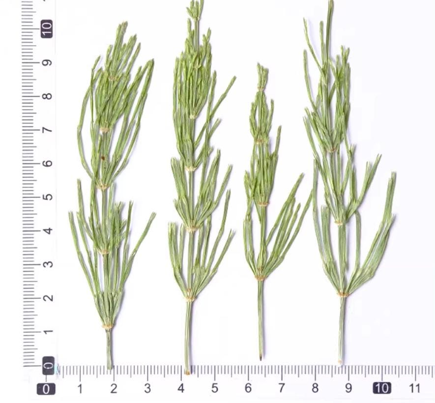 Dried Green Drilgrass: 6-Piece Botanical Decor