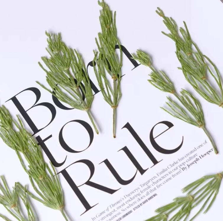 Dried Green Drilgrass: 6-Piece Botanical Decor