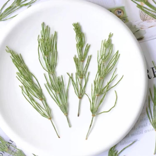 Dried Green Drilgrass: 6-Piece Botanical Decor