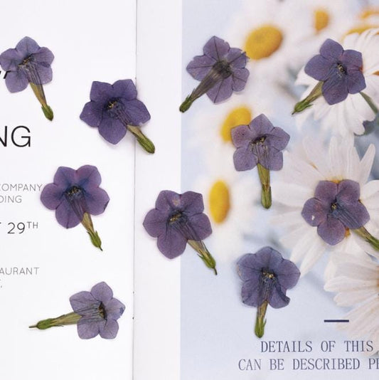 Light Purple Pressed Nicotiana Flowers - 6 PCS Craft Supply