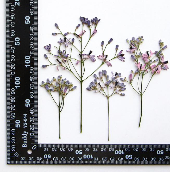 Pressed Light Purple China Berry Flowers: 6-Piece Resin Craft Set
