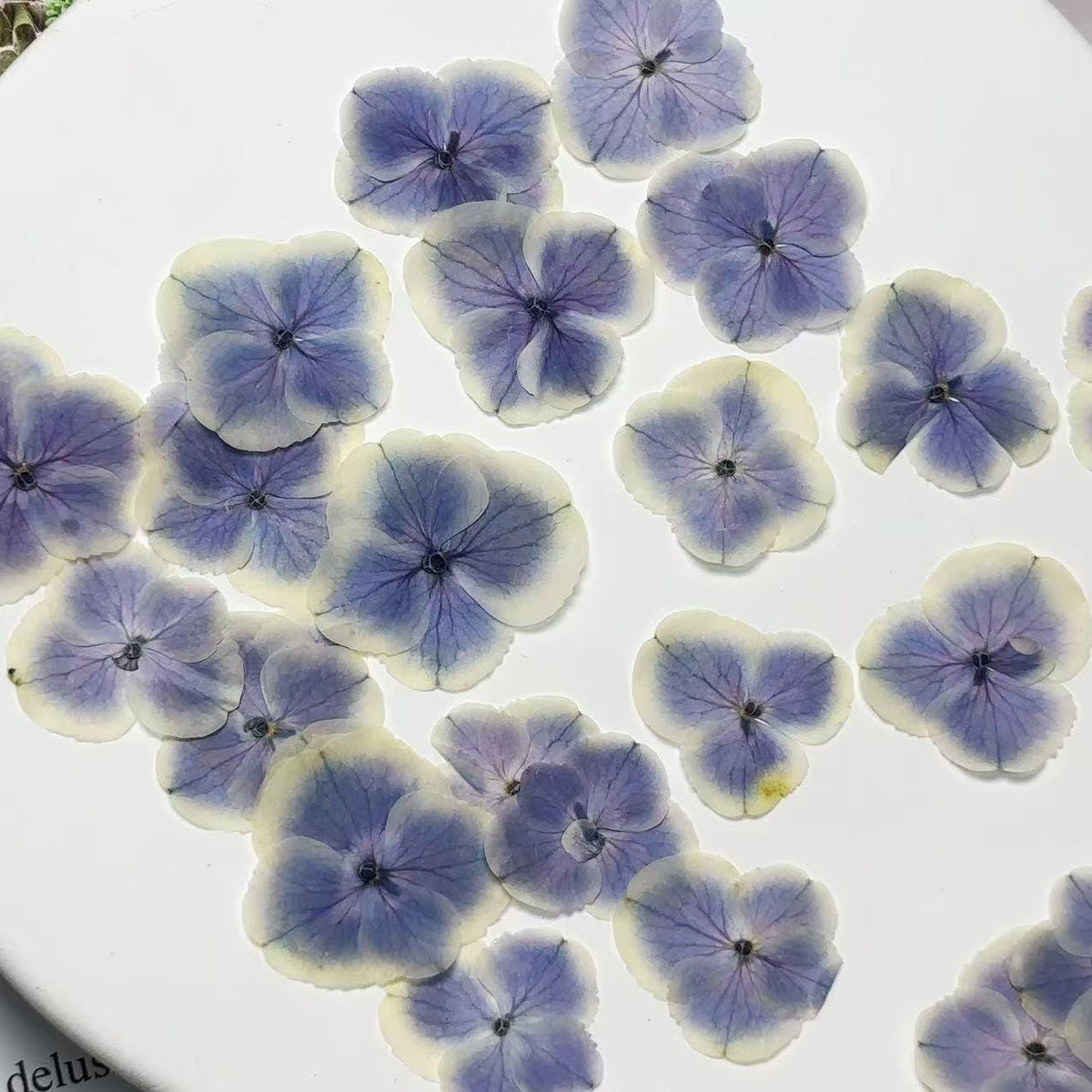 Pressed Flowers,light purple peacock hydrangea Pressed Flowers,12 PCS/Pack,dried flower,Flat Flowers,Hydrangea dried flower petals(2-3.5cm)