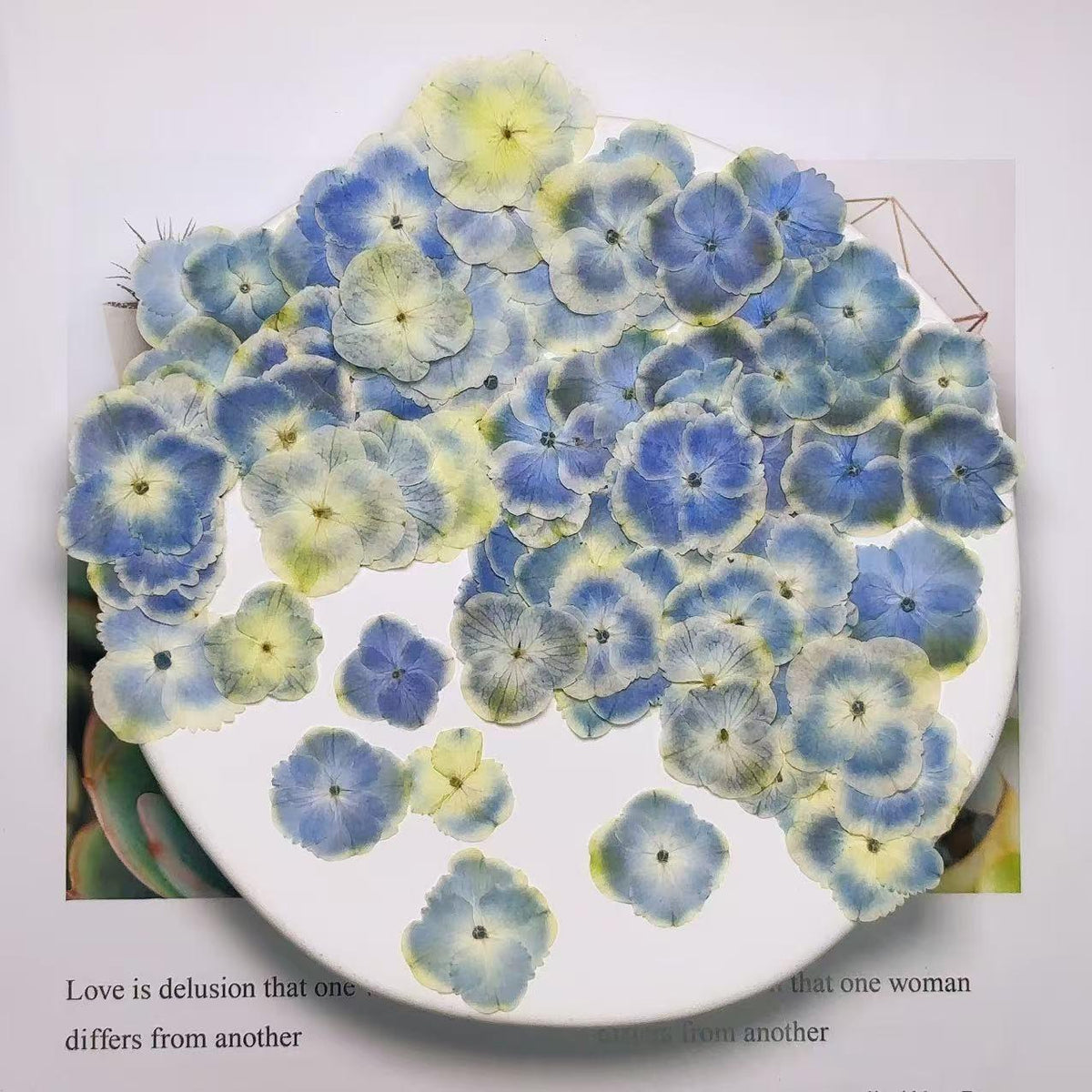 Pressed flower,Peacock Blue Hydrangea Pressed flower,Set of 10 PCS,mix Blue Hydrangea Pressed dried flower petals,Pressed dried flowers