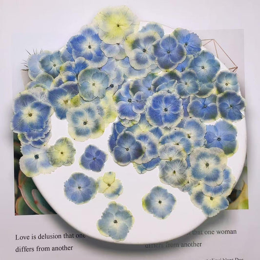 Pressed flower,Peacock Blue Hydrangea Pressed flower,Set of 10 PCS,mix Blue Hydrangea Pressed dried flower petals,Pressed dried flowers