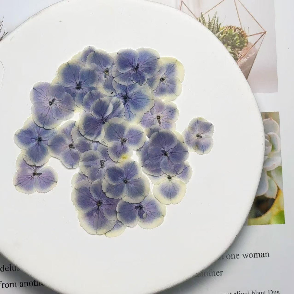 Pressed Flowers,light purple peacock hydrangea Pressed Flowers,12 PCS/Pack,dried flower,Flat Flowers,Hydrangea dried flower petals(2-3.5cm)
