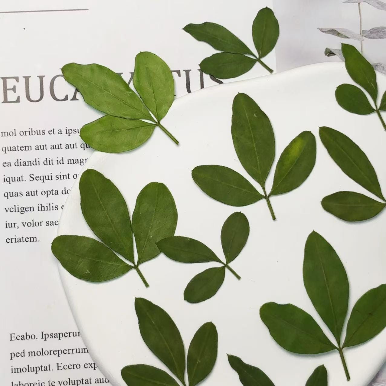 Pressed flowers for resin 12 PCS/Pack,Yingchun Leaf Pressed Leaves,Dried Pressed Flower Green Dry leaf, Green leaf,dry flower for resin