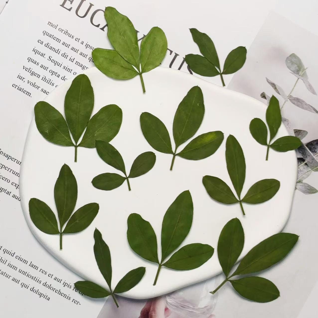 Pressed flowers for resin 12 PCS/Pack,Yingchun Leaf Pressed Leaves,Dried Pressed Flower Green Dry leaf, Green leaf,dry flower for resin