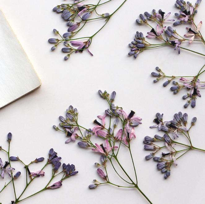 Pressed Light Purple China Berry Flowers: 6-Piece Resin Craft Set