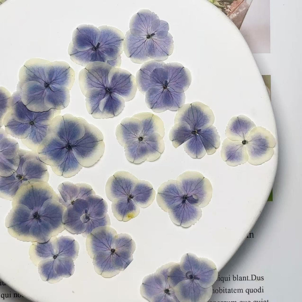 Pressed Flowers,light purple peacock hydrangea Pressed Flowers,12 PCS/Pack,dried flower,Flat Flowers,Hydrangea dried flower petals(2-3.5cm)