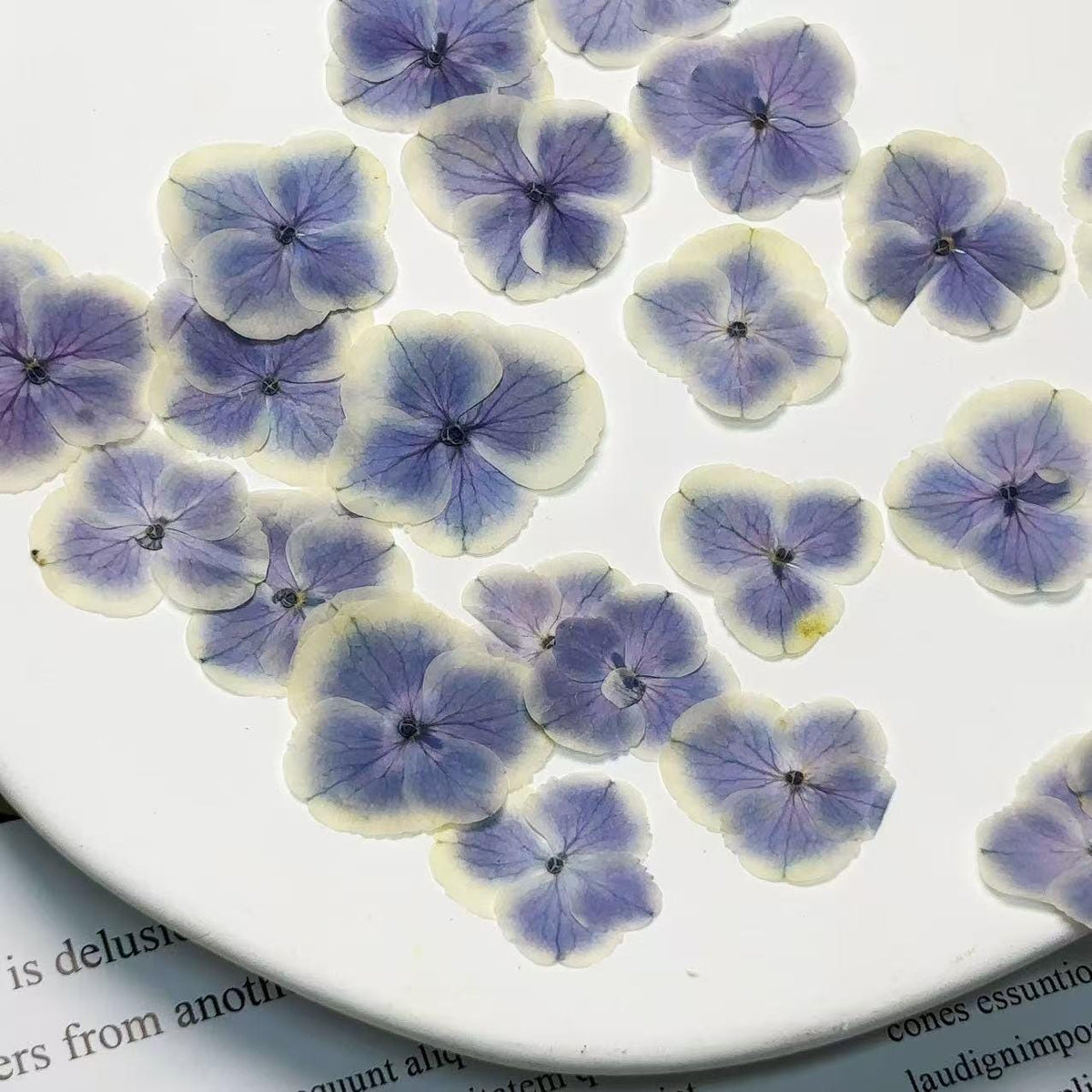 Pressed Flowers,light purple peacock hydrangea Pressed Flowers,12 PCS/Pack,dried flower,Flat Flowers,Hydrangea dried flower petals(2-3.5cm)