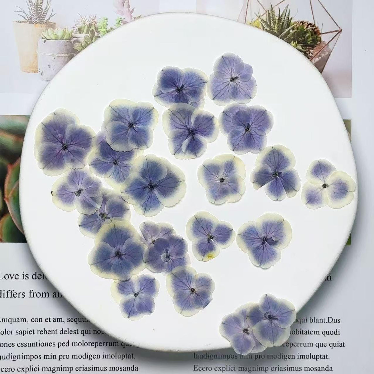 Pressed Flowers,light purple peacock hydrangea Pressed Flowers,12 PCS/Pack,dried flower,Flat Flowers,Hydrangea dried flower petals(2-3.5cm)