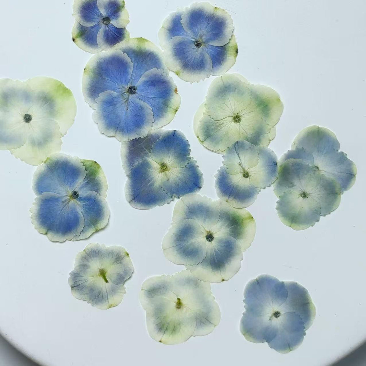 Pressed flower,Peacock Blue Hydrangea Pressed flower,Set of 10 PCS,mix Blue Hydrangea Pressed dried flower petals,Pressed dried flowers