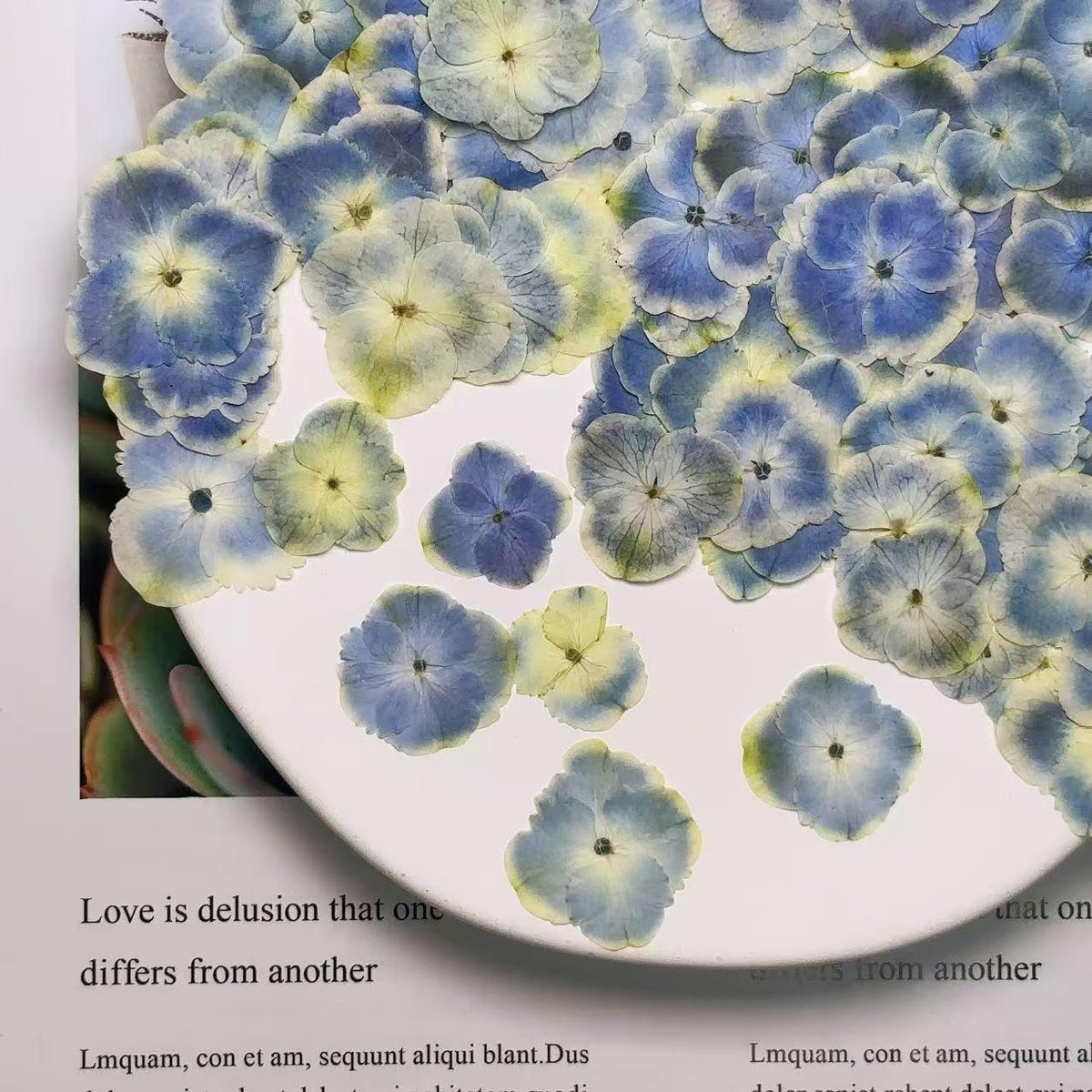 Pressed flower,Peacock Blue Hydrangea Pressed flower,Set of 10 PCS,mix Blue Hydrangea Pressed dried flower petals,Pressed dried flowers