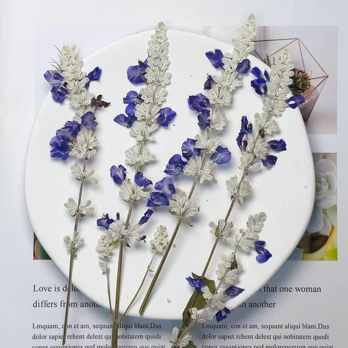 Dried lavender,dry lavender,Set of 6 PCS,blue white dried flower,Pressed Flat Flowers,blue white dried flower stems,dry flower bulk