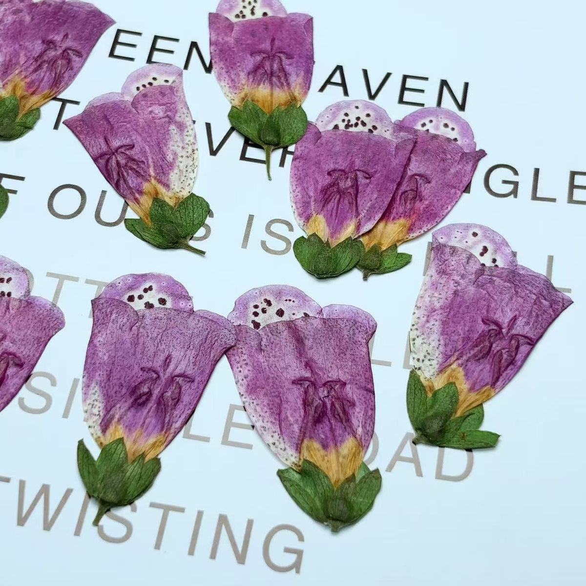 pressed flowers,purple Foxglove pressed flowers,6 PCS/Pack,purple flower,Dried flower,Purple Dried Flower,pressed flower