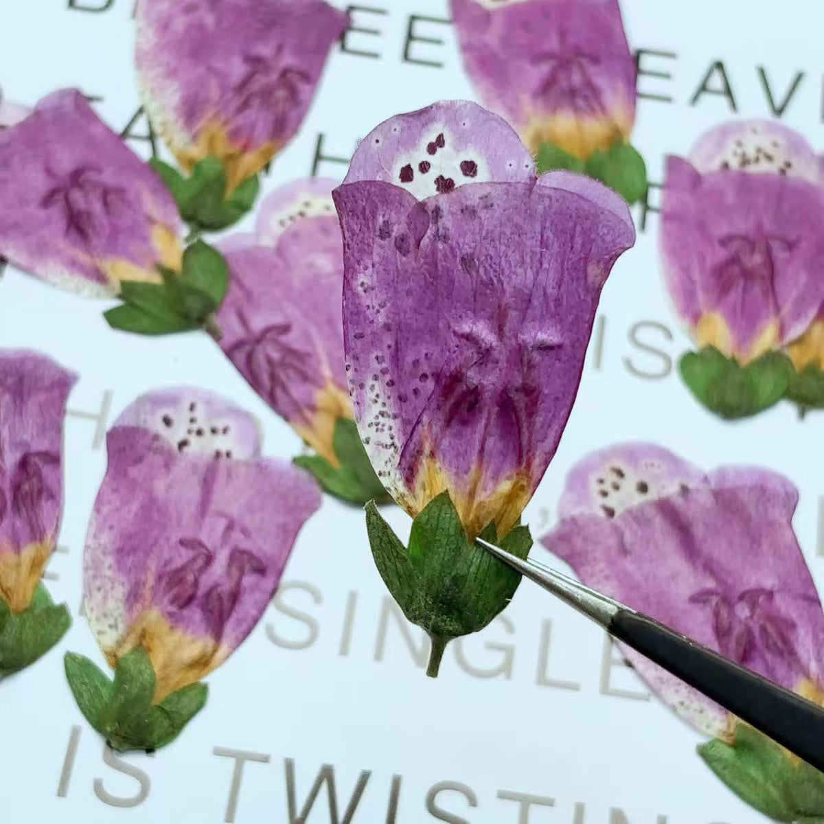 pressed flowers,purple Foxglove pressed flowers,6 PCS/Pack,purple flower,Dried flower,Purple Dried Flower,pressed flower