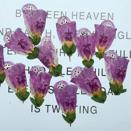 pressed flowers,purple Foxglove pressed flowers,6 PCS/Pack,purple flower,Dried flower,Purple Dried Flower,pressed flower