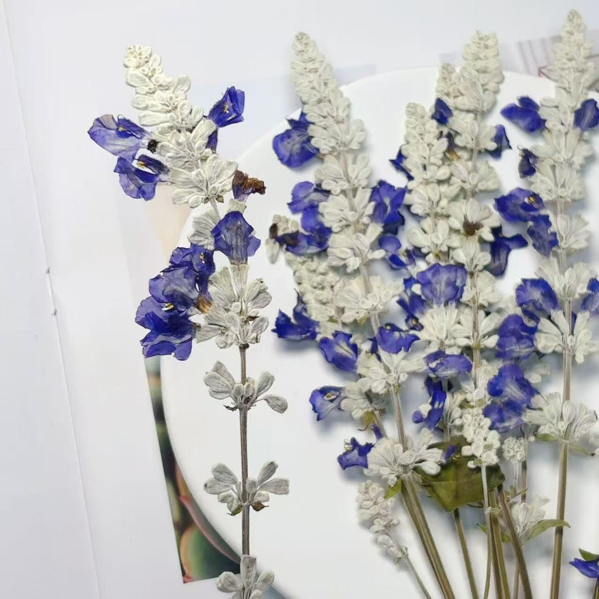 Dried lavender,dry lavender,Set of 6 PCS,blue white dried flower,Pressed Flat Flowers,blue white dried flower stems,dry flower bulk