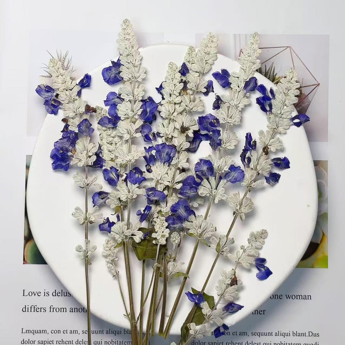 Dried lavender,dry lavender,Set of 6 PCS,blue white dried flower,Pressed Flat Flowers,blue white dried flower stems,dry flower bulk