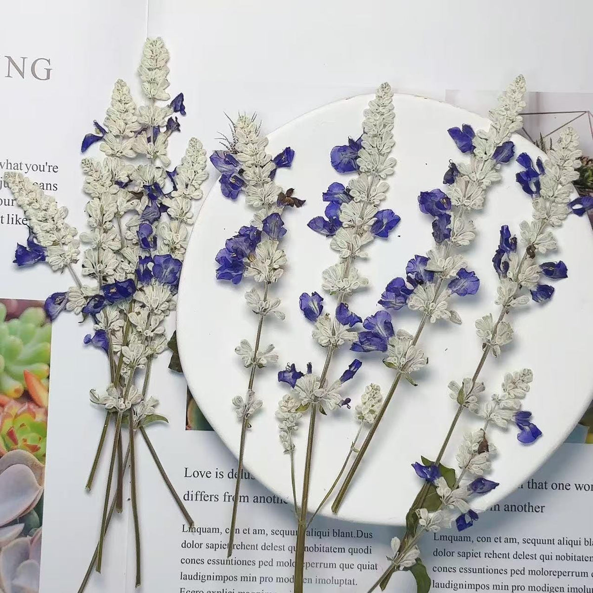 Dried lavender,dry lavender,Set of 6 PCS,blue white dried flower,Pressed Flat Flowers,blue white dried flower stems,dry flower bulk
