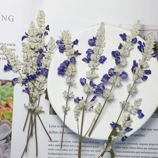 Dried lavender,dry lavender,Set of 6 PCS,blue white dried flower,Pressed Flat Flowers,blue white dried flower stems,dry flower bulk