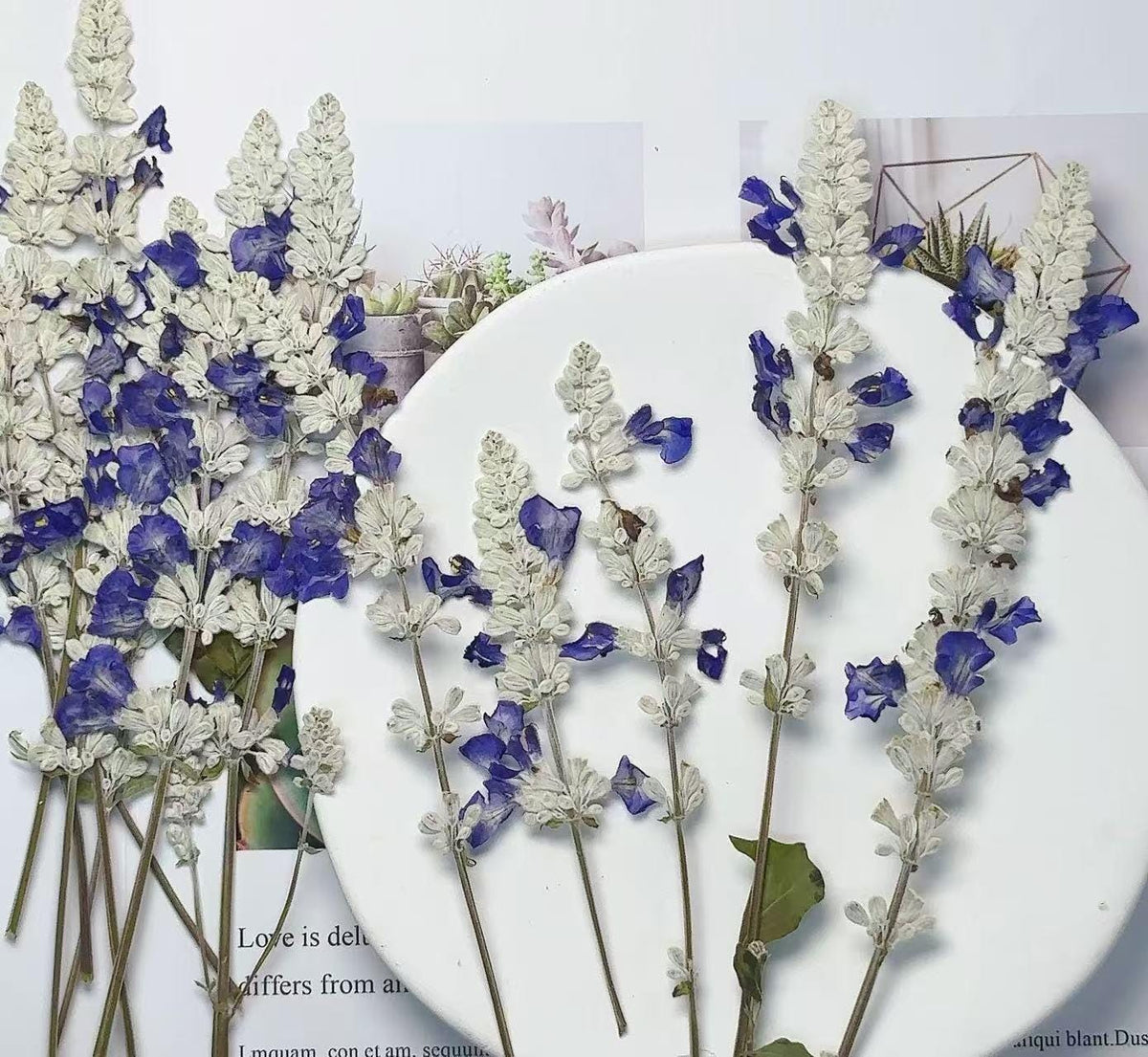 Dried lavender,dry lavender,Set of 6 PCS,blue white dried flower,Pressed Flat Flowers,blue white dried flower stems,dry flower bulk