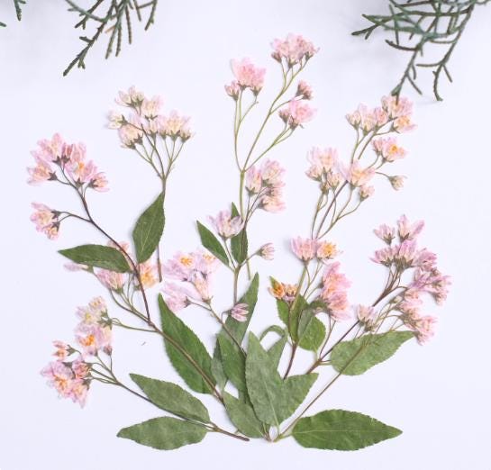 Pink pressed flowers,Pink pressed flowers,dried flower,A Pack of 6 PCS, pink flower,Pink flower bud flowers, Scrapbook flowers