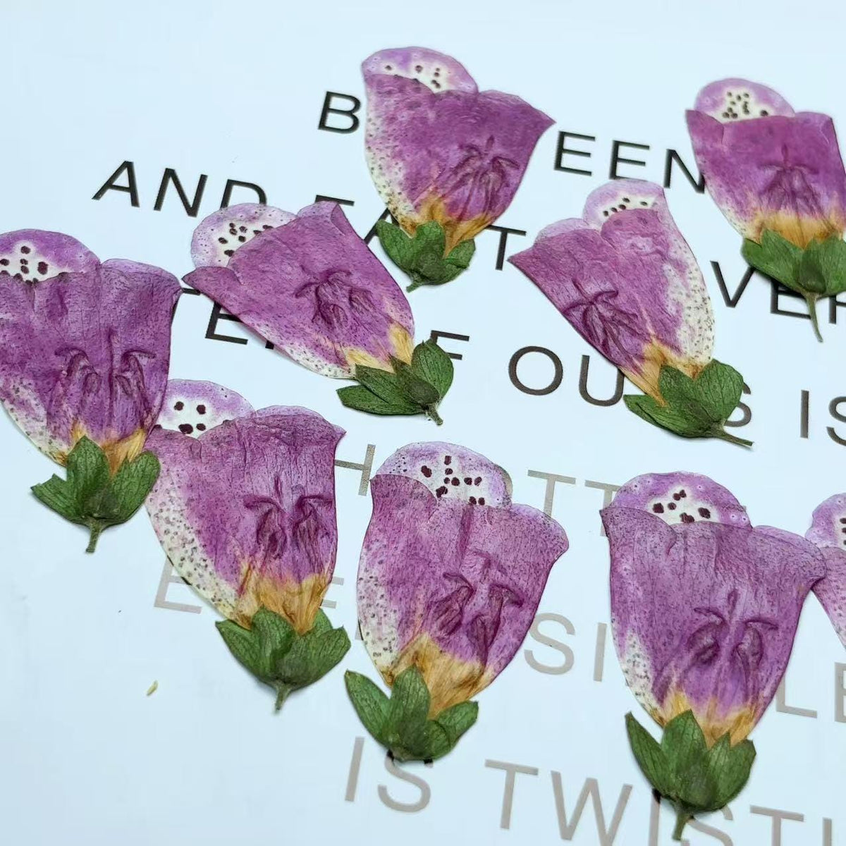 pressed flowers,purple Foxglove pressed flowers,6 PCS/Pack,purple flower,Dried flower,Purple Dried Flower,pressed flower