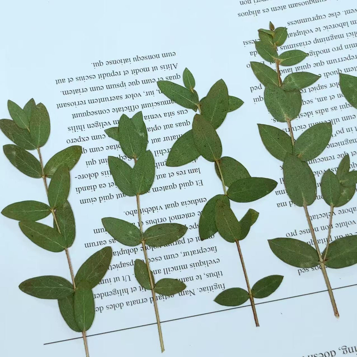 Pressed Eucalyptus Leaves: Floral Greenery, Resin Crafts (8 PCS)