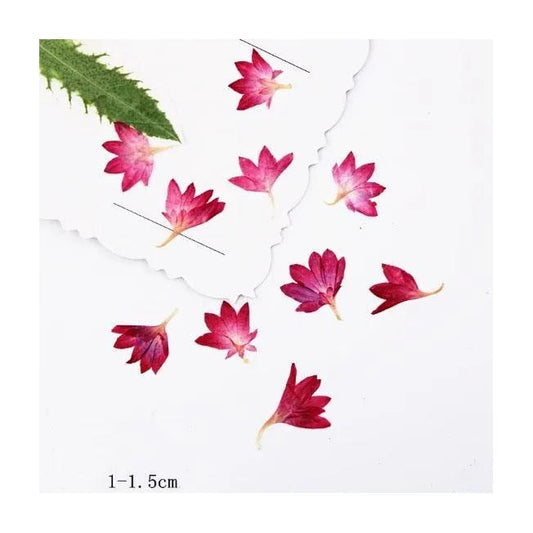 Red Pressed flowers,20 PCS/Pack,dried Pressed flowers,Cornflower dried flower,Red Cornflower petal Dried Pressed flowers