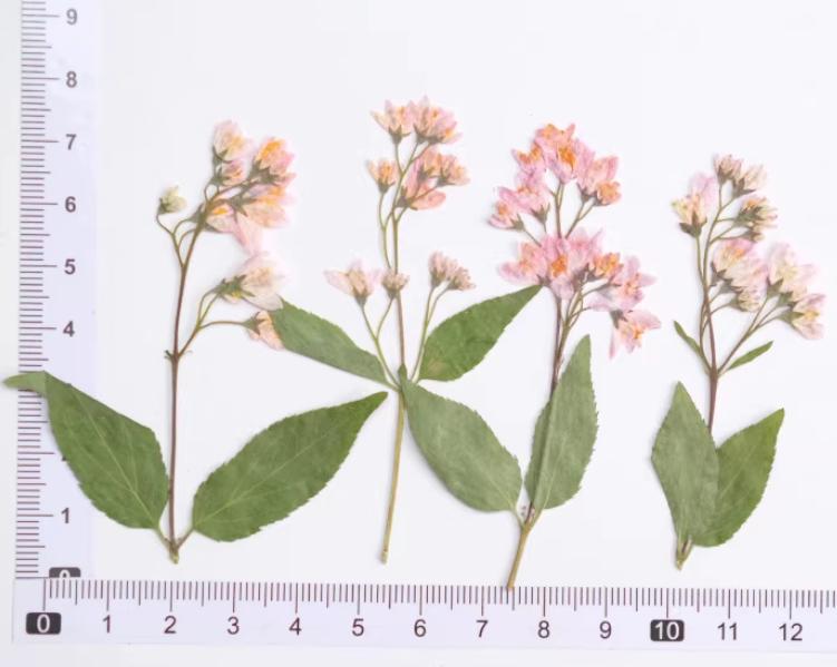 Pink pressed flowers,Pink pressed flowers,dried flower,A Pack of 6 PCS, pink flower,Pink flower bud flowers, Scrapbook flowers