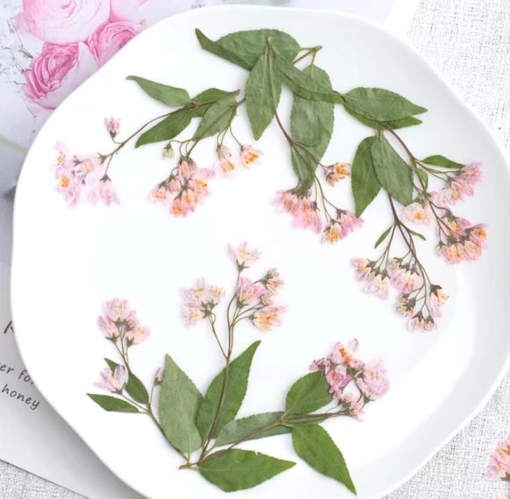Pink pressed flowers,Pink pressed flowers,dried flower,A Pack of 6 PCS, pink flower,Pink flower bud flowers, Scrapbook flowers