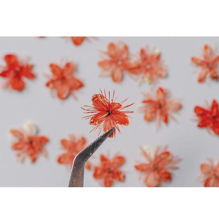 Pressed flower,Pressed Symplocos paniculata,12 PCS/Pack,Orange dried flower,Real orange flower,dried flower petals,Small dried flowers
