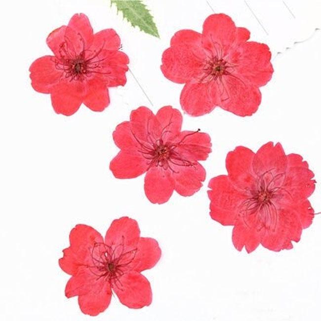 Red Cherry Blossom Pressed Flowers - 10 PCS Dried Flowers dry flower,Pressed flowers