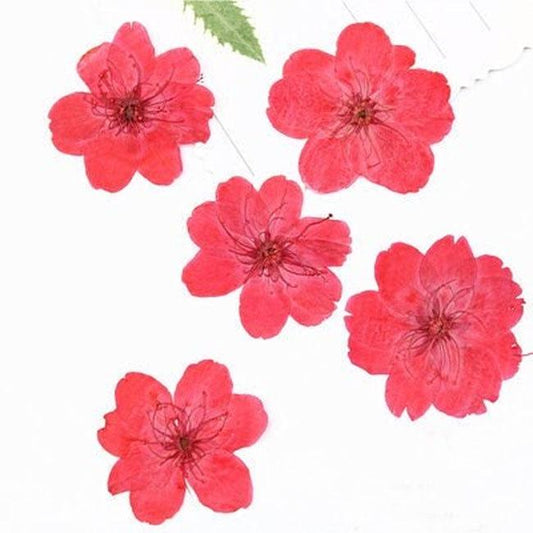 Red Cherry Blossom Pressed Flowers - 10 PCS Dried Flowers dry flower,Pressed flowers