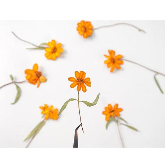 Orange Pressed Flowers, Resin Art Supplies, 8 PCS