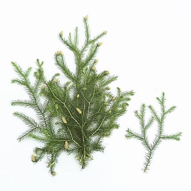 Pressed Lycopodium Green Leaves: Floral Foliage Stems (12 PCS, 5-8cm)