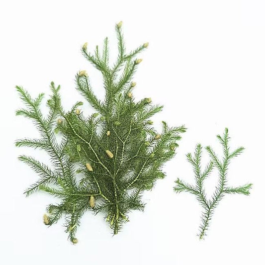 Pressed Lycopodium Green Leaves: Floral Foliage Stems (12 PCS, 5-8cm)
