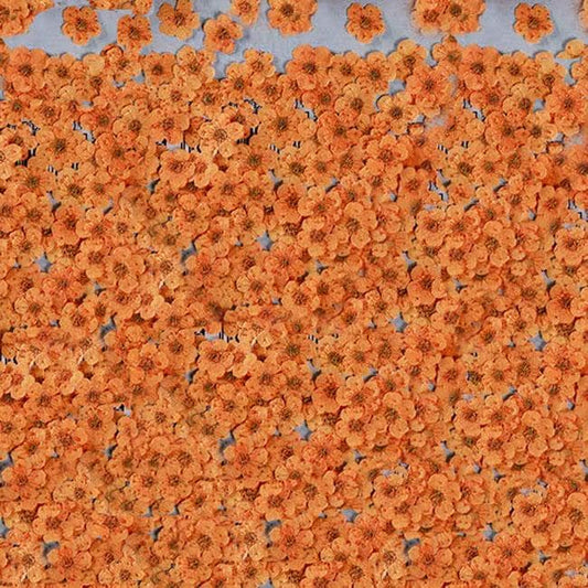 pressed flowers,orange pressed flowers,20 PCS/Pack,orange flower,orange Dried flower,pressed flower,Small orange flower（0.5-0.8cm)