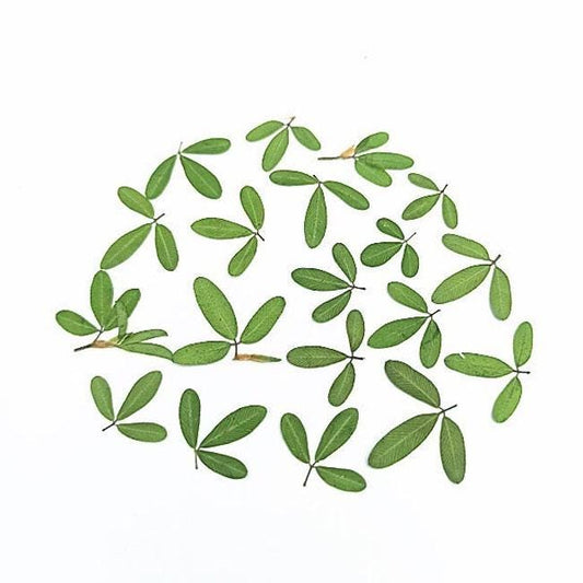 12 PCS Set Real Pressed Leaves,Pressed Green Leaves flower green leaves Floral real leaf flower Greeny Foliage (0.6-0.8cm)
