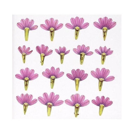 Pressed flowers,Dried Flowers,12 PCS/Pack,Pressed Purple Dry Flower,purple flat Dry flower packs,Natural Dried Flowers Fan flower