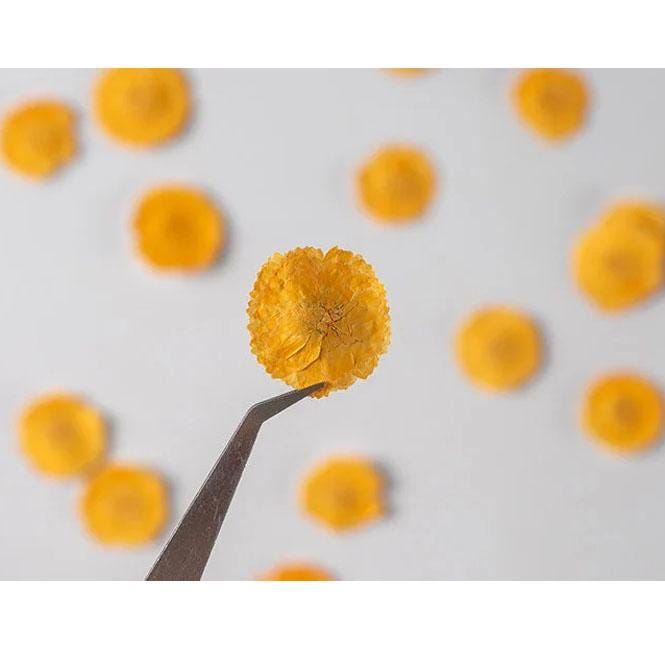 Pressed Orange Daisies, Small Dried Flowers (12 PCS/Pack)