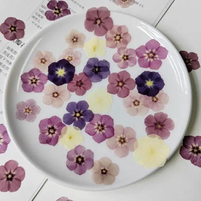 Pressed Phlox 12 pcs/pack small Dry Flower Preserved Mix pink purple colour Real flat Dried Flat Wild flowers