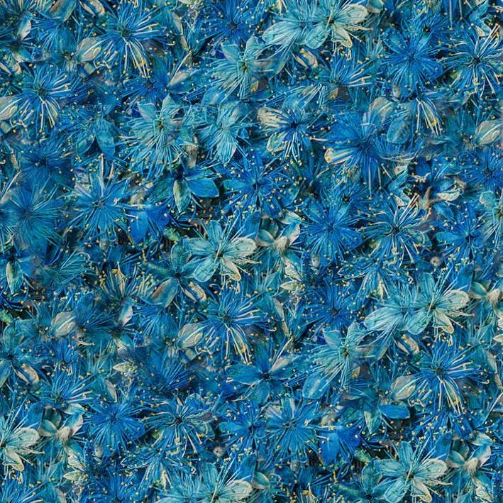 Pressed flower,Pressed Symplocos paniculata,12 PCS/Pack,blue dried flower,Real blue flower,dried flower petals,Small dried flowers
