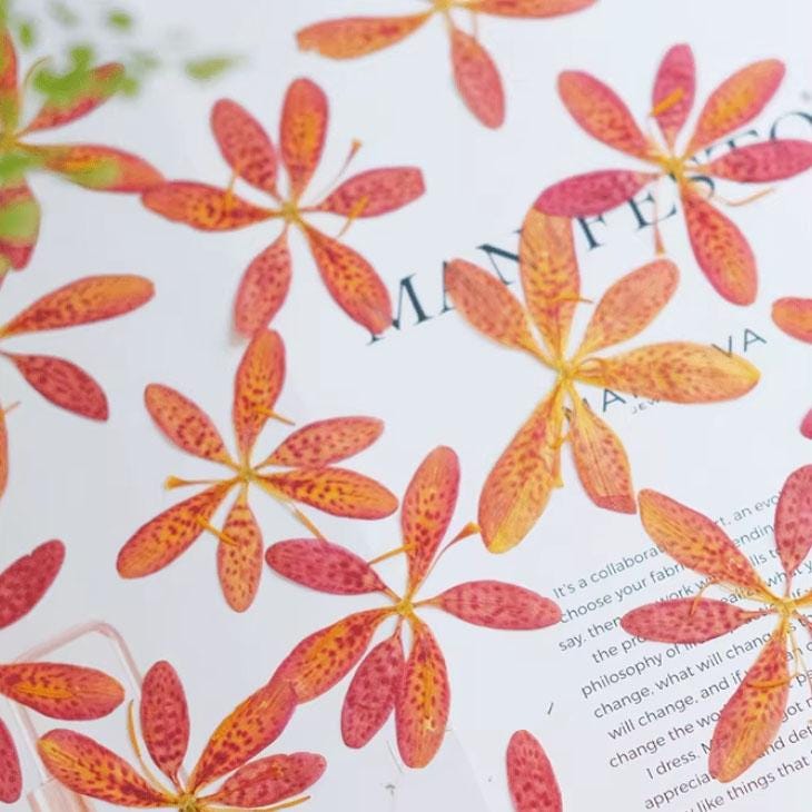 Pressed flower,Blackberry lily Orange dried flower,6 PCS/Pack,Real orange flower,dried flower petals,dried flowers(3-4cm)