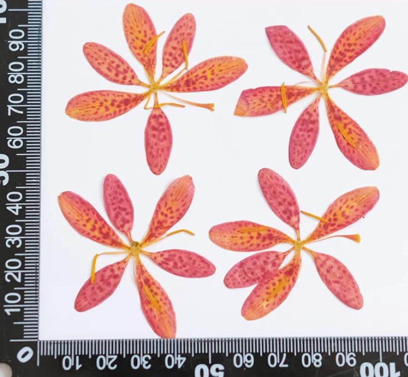 Pressed flower,Blackberry lily Orange dried flower,6 PCS/Pack,Real orange flower,dried flower petals,dried flowers(3-4cm)