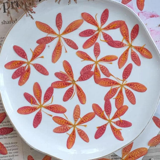 Pressed flower,Blackberry lily Orange dried flower,6 PCS/Pack,Real orange flower,dried flower petals,dried flowers(3-4cm)