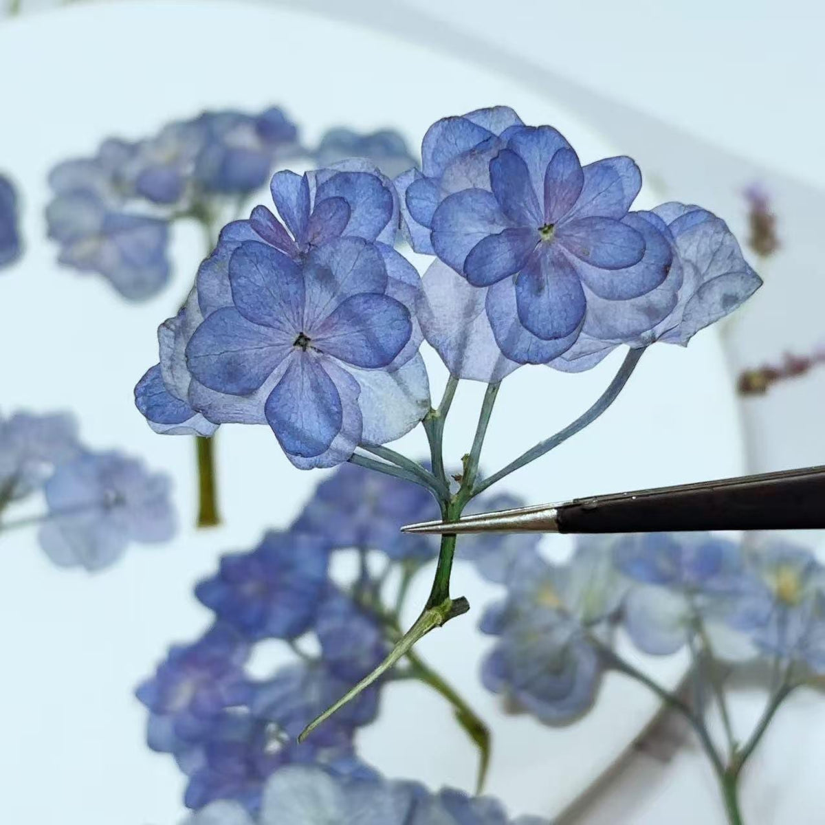 Pressed blue Purple Hydrangea Flowers,Resin Crafts, Paper Art (6 PCS)