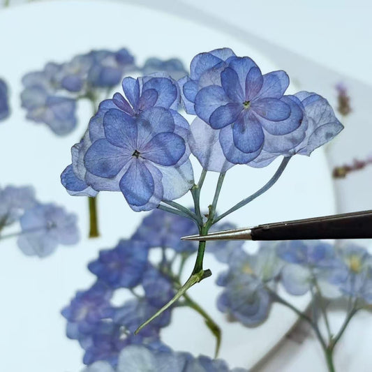 Pressed blue Purple Hydrangea Flowers,Resin Crafts, Paper Art (6 PCS)