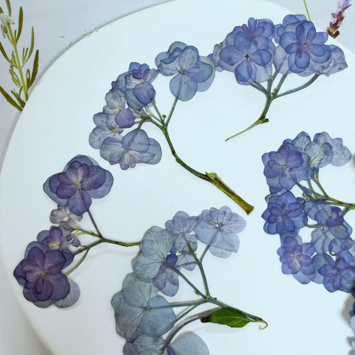 Pressed blue Purple Hydrangea Flowers,Resin Crafts, Paper Art (6 PCS)